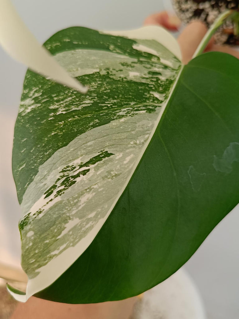 Monstera deliciosa variegata albo HALFMOON