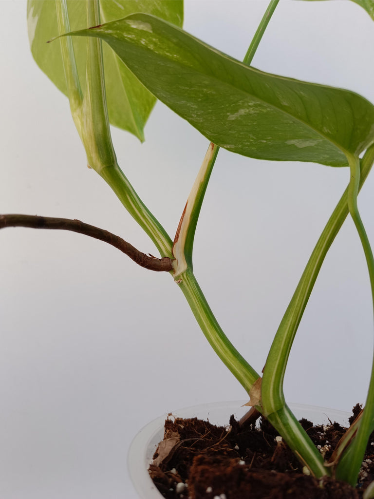 Monstera deliciosa variegata albo