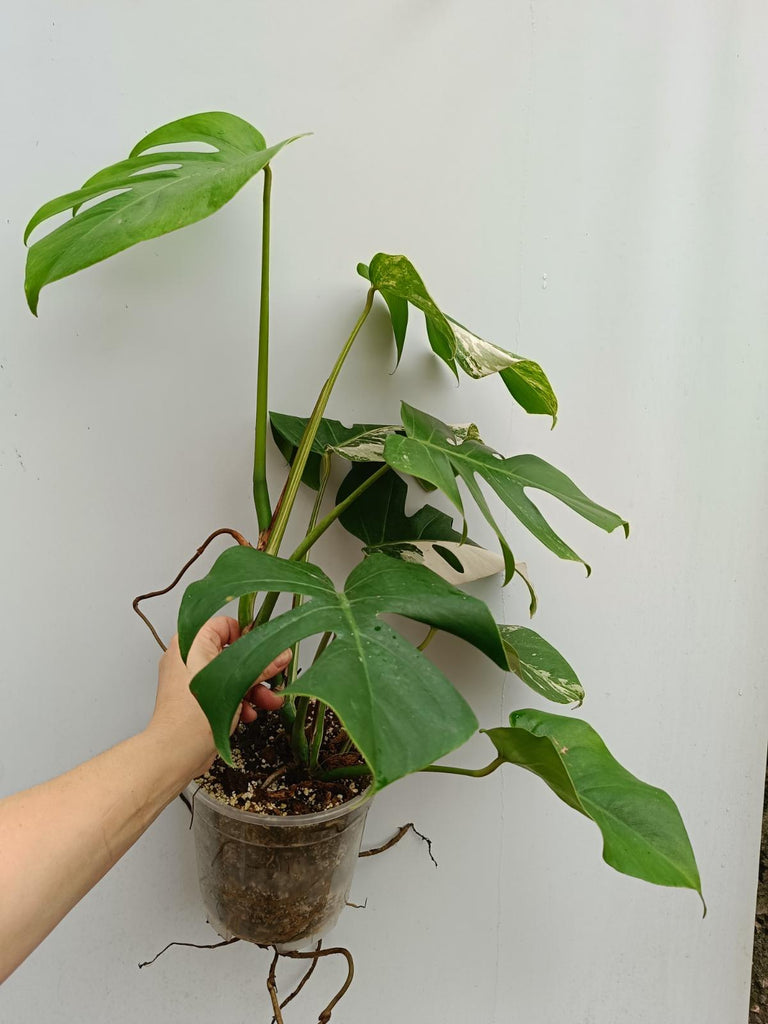 Monstera deliciosa variegata albo