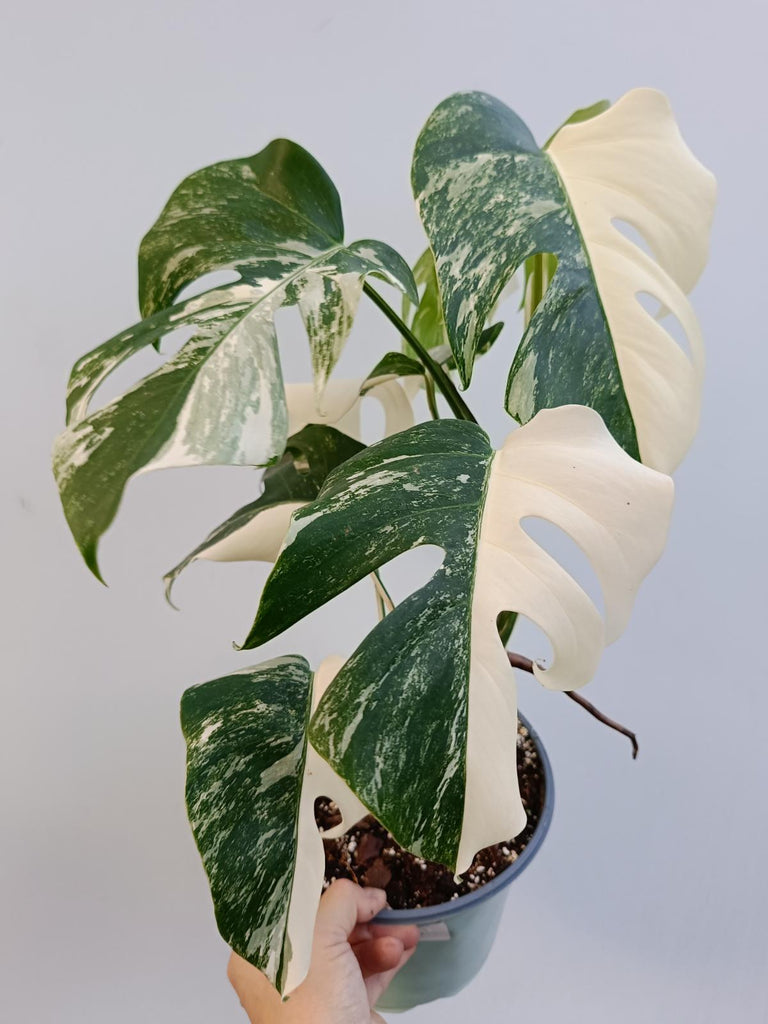 Monstera deliciosa variegata albo