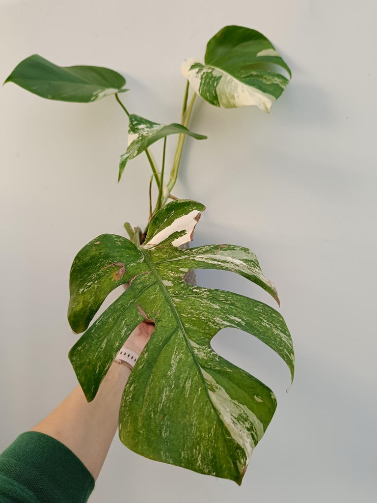 Monstera deliciosa variegata albo