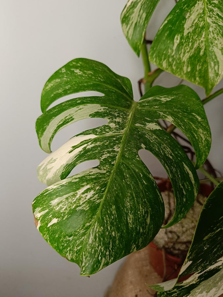 Monstera deliciosa variegata albo