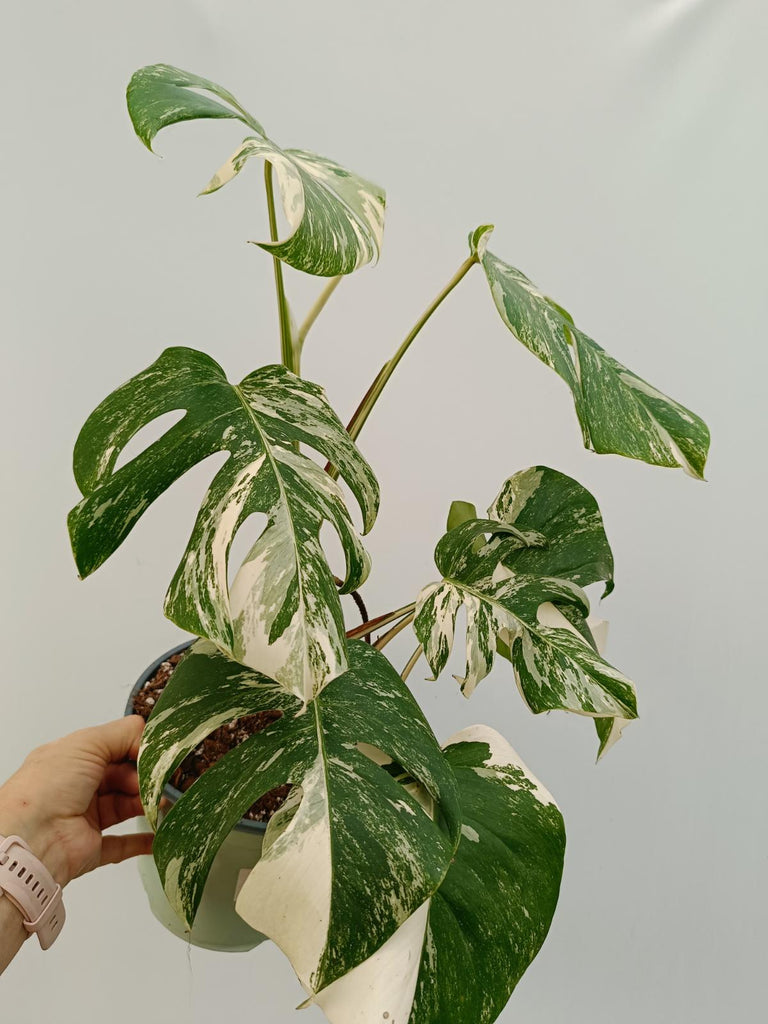 Monstera deliciosa variegata albo