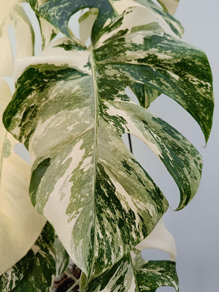 Monstera deliciosa variegata albo