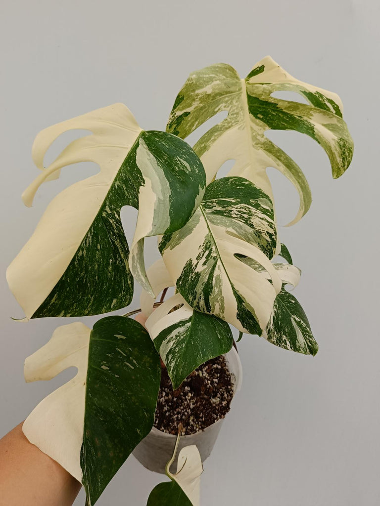 Monstera deliciosa variegata albo