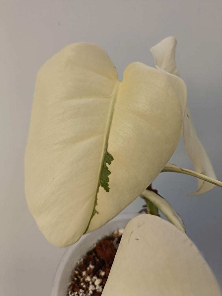 Monstera deliciosa variegata albo extra white