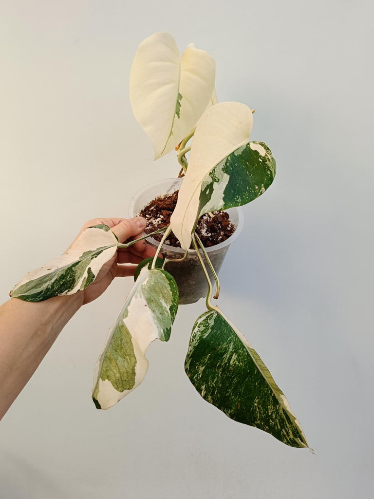 Monstera deliciosa variegata albo extra white