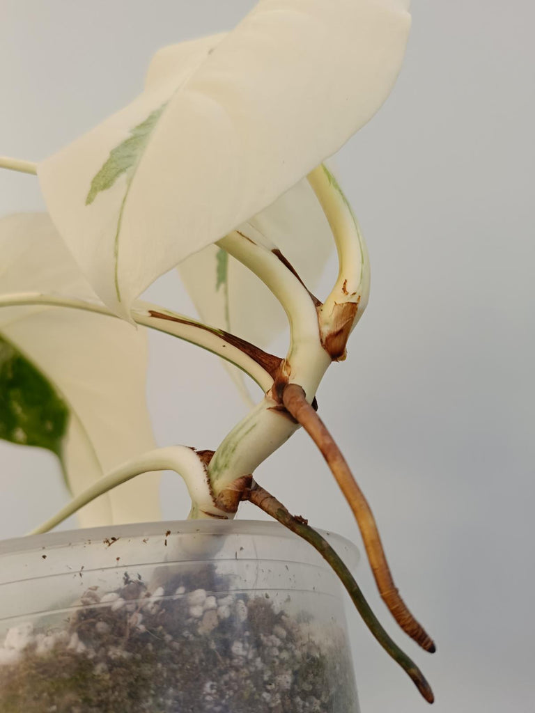 Monstera deliciosa variegata albo extra white