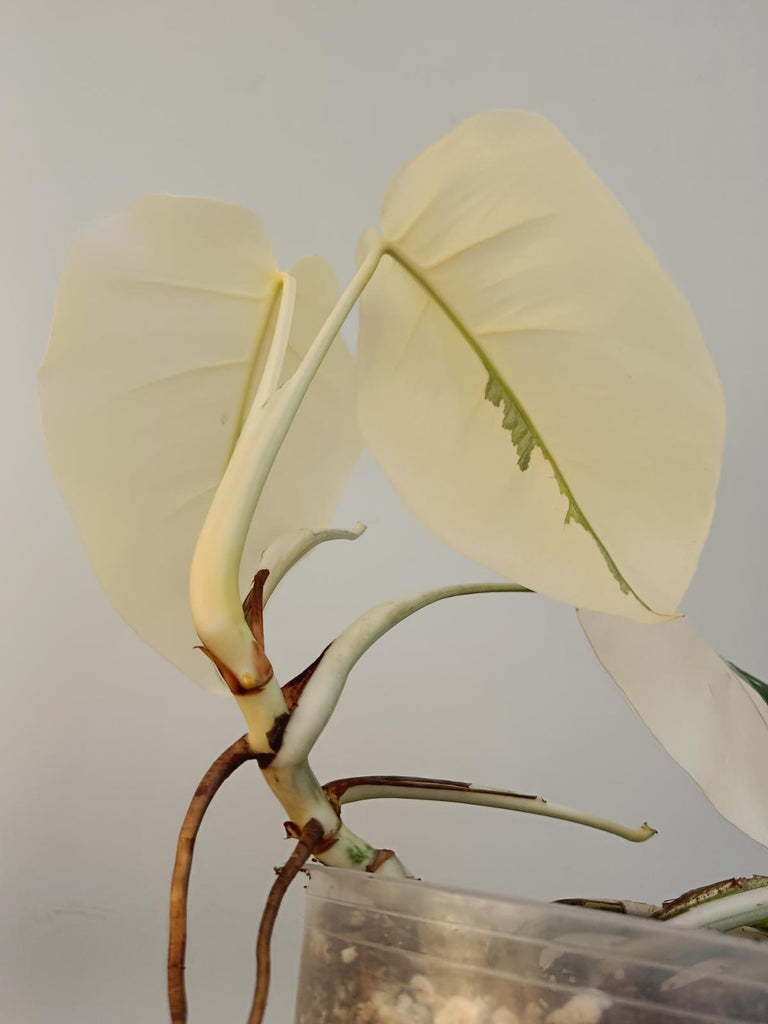 Monstera deliciosa variegata albo extra white