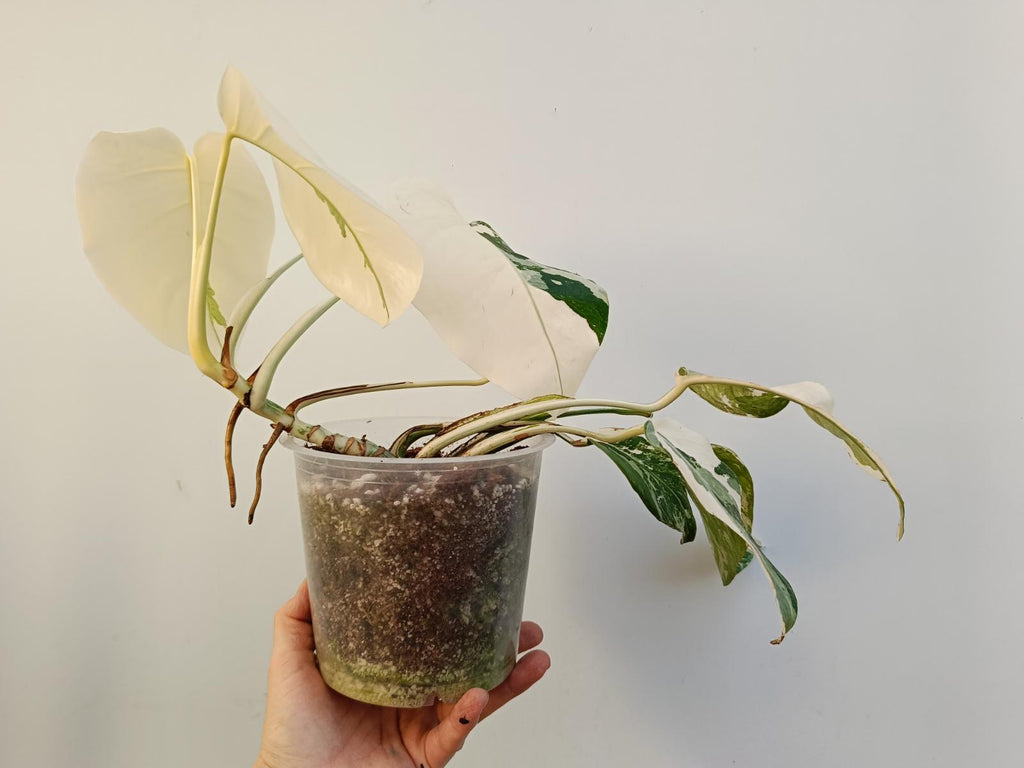 Monstera deliciosa variegata albo extra white