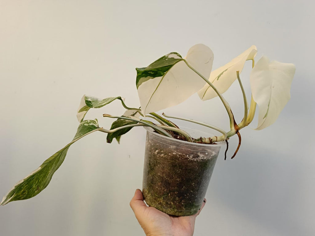 Monstera deliciosa variegata albo extra white