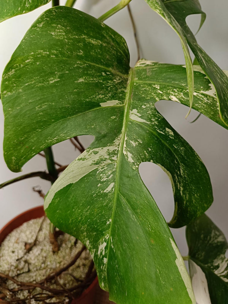 Monstera deliciosa variegata albo