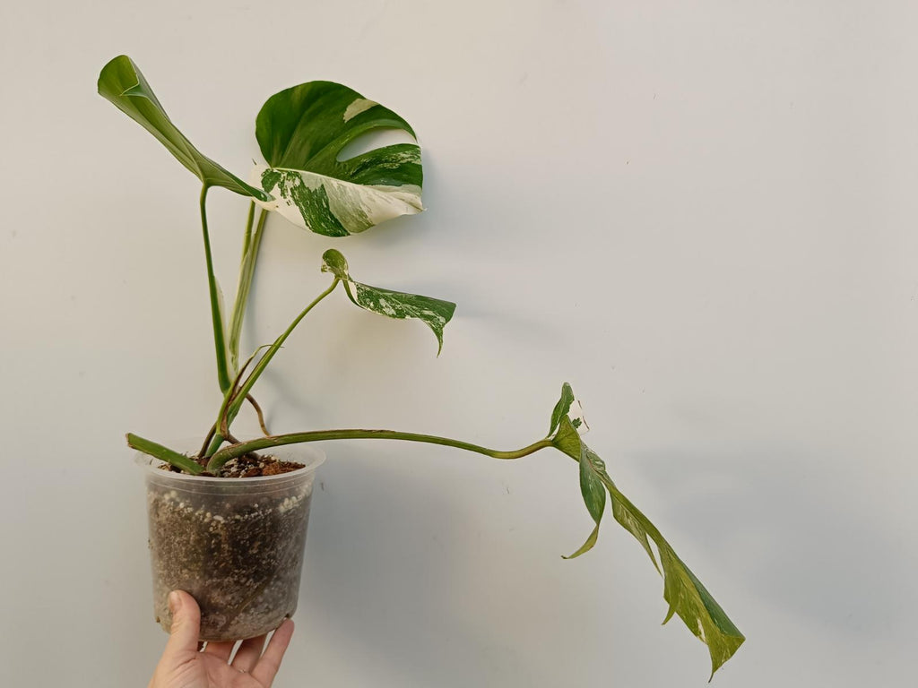 Monstera deliciosa variegata albo