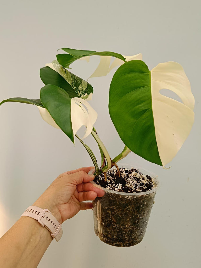 Monstera deliciosa variegata albo HALFMOON