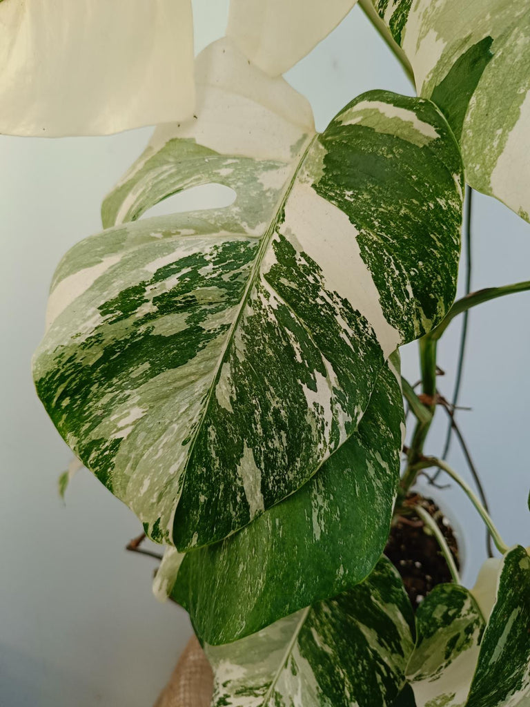 Monstera deliciosa variegata albo