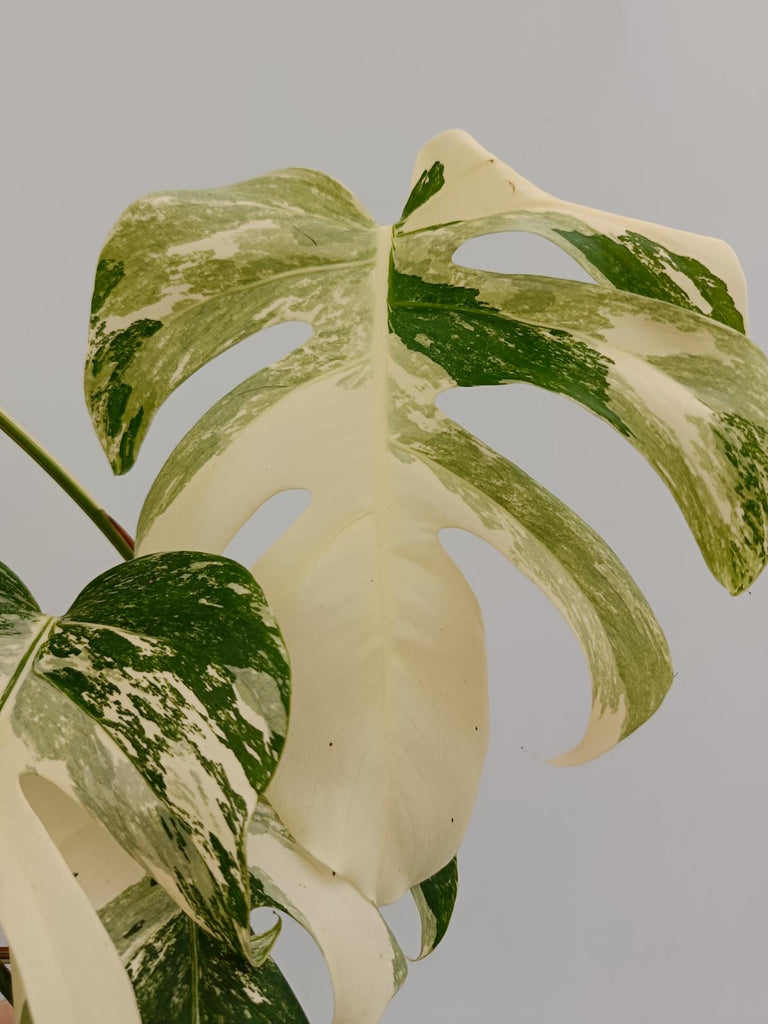 Monstera deliciosa variegata albo