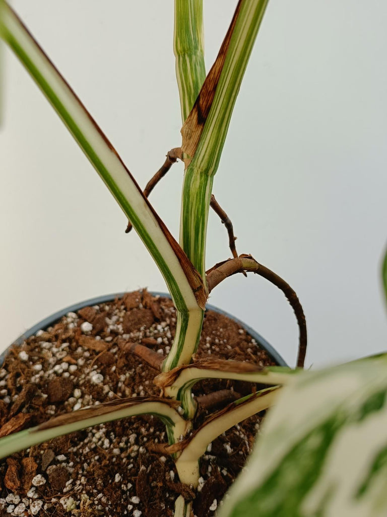 Monstera deliciosa variegata albo