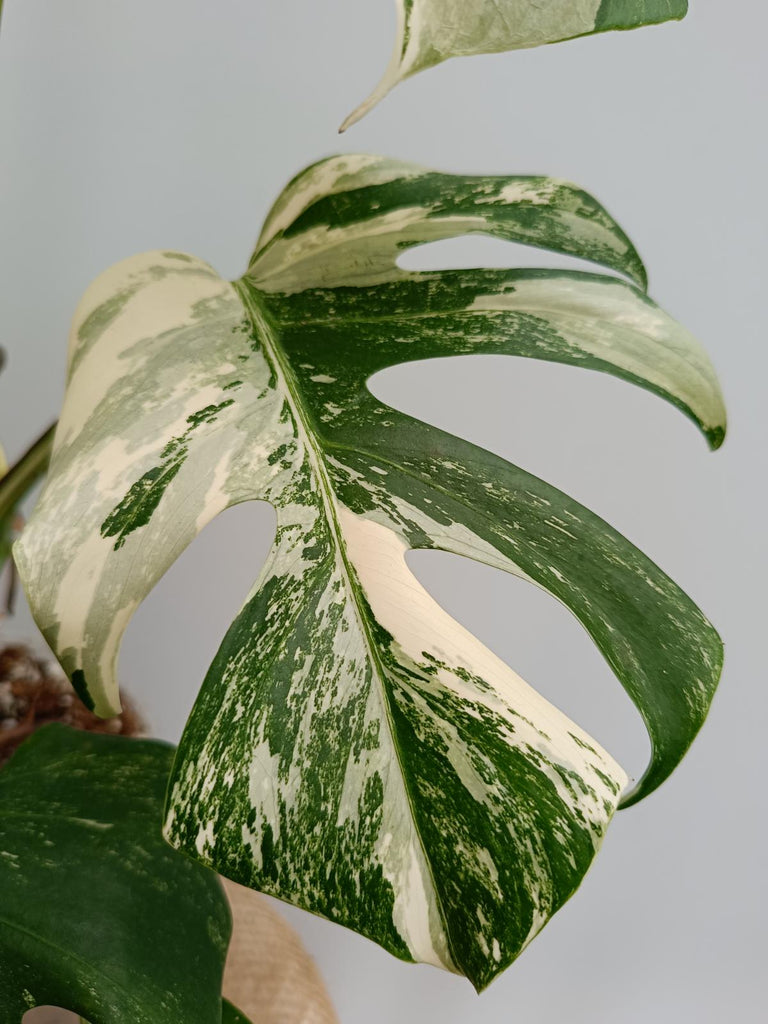 Monstera deliciosa variegata albo fullmoon