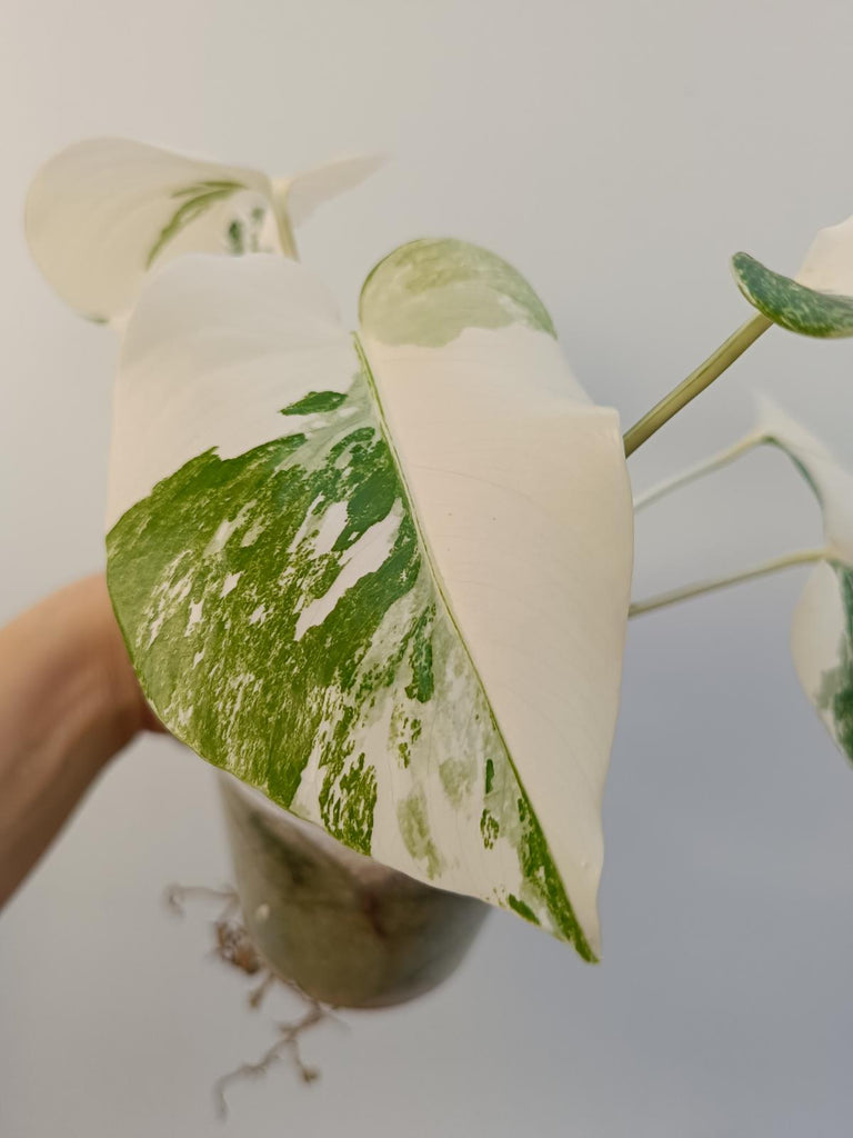 Monstera deliciosa variegata albo extra white