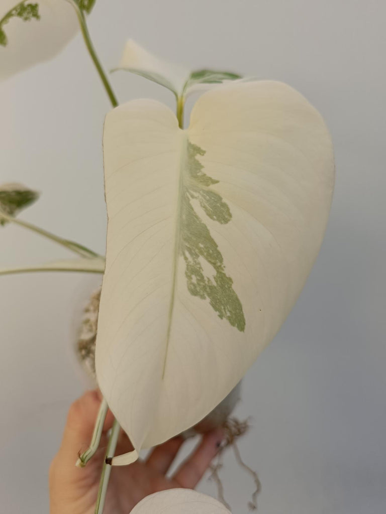 Monstera deliciosa variegata albo extra white