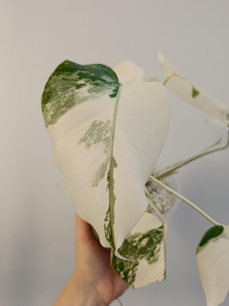 Monstera deliciosa variegata albo extra white