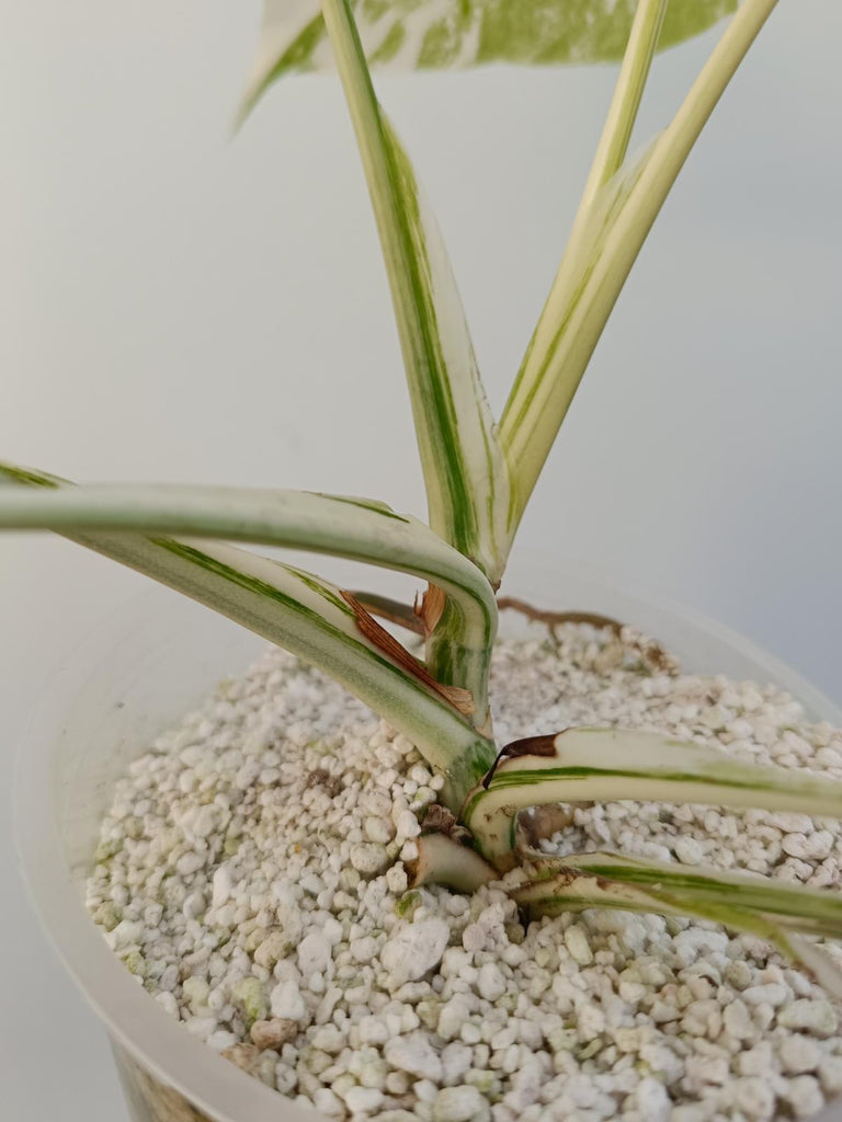 Monstera deliciosa variegata albo extra white