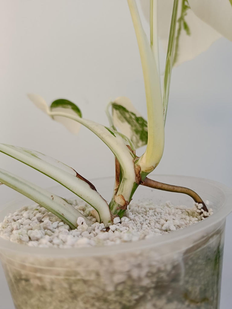 Monstera deliciosa variegata albo extra white