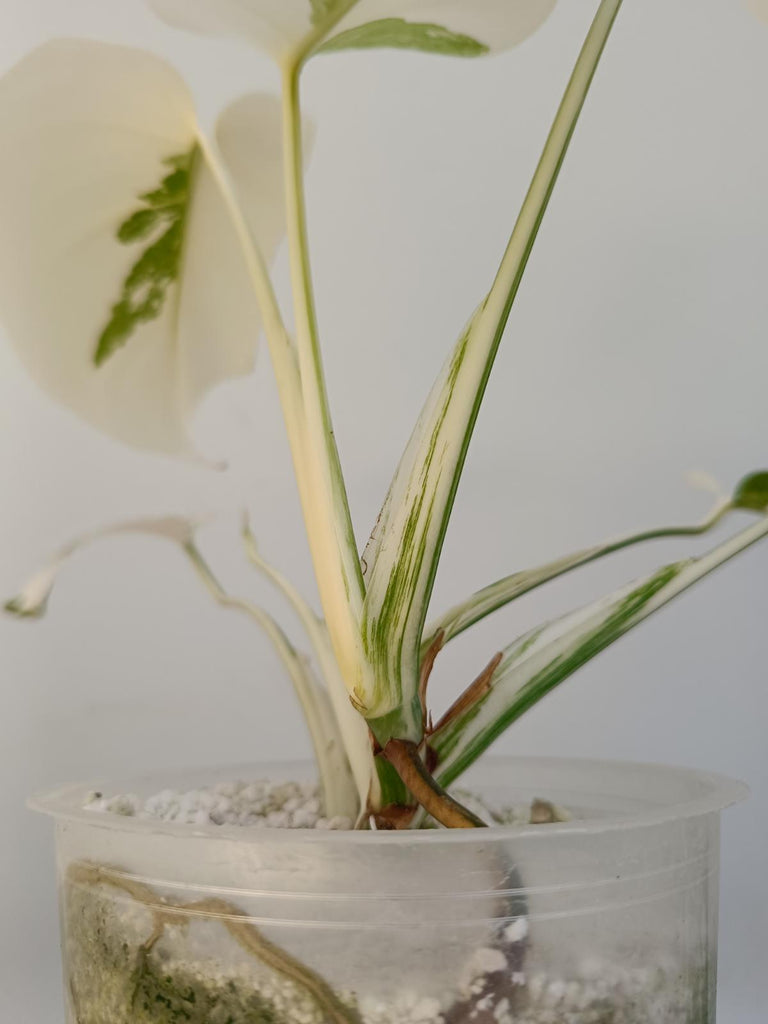 Monstera deliciosa variegata albo extra white