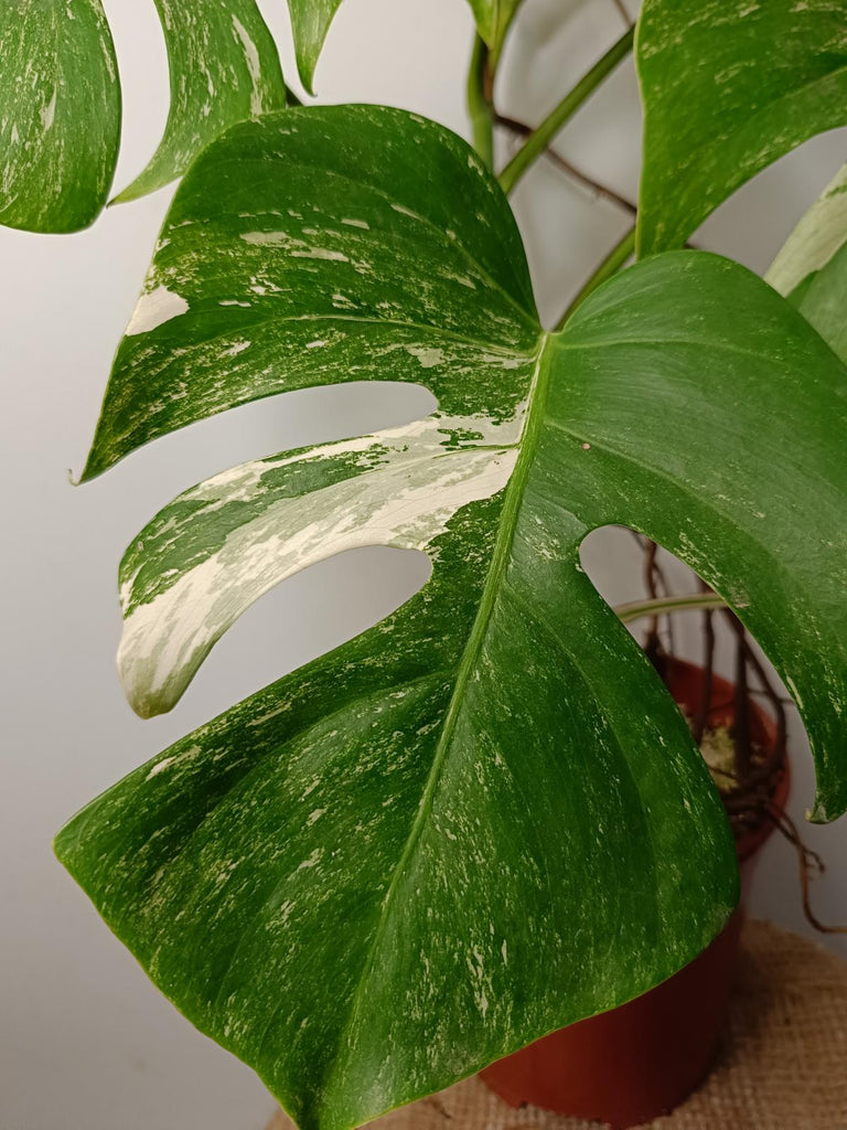 Monstera deliciosa variegata albo