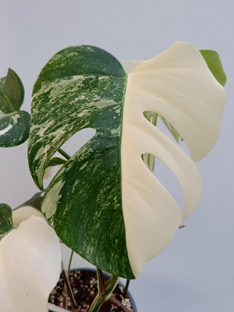 Monstera deliciosa variegata albo