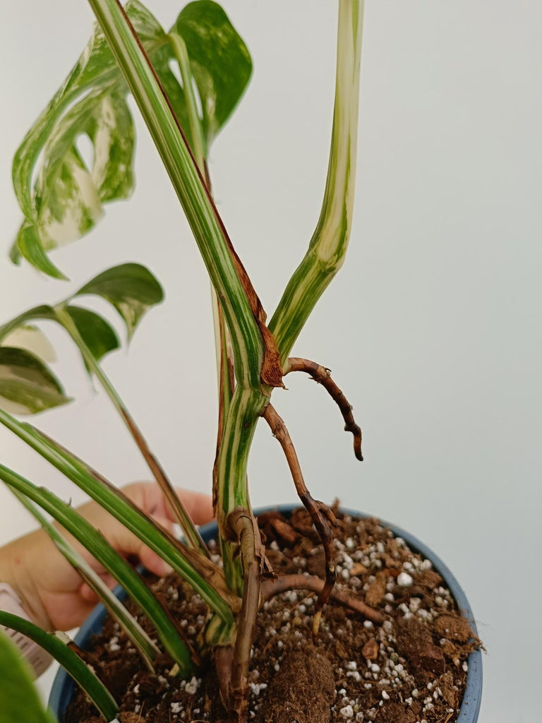 Monstera deliciosa variegata albo