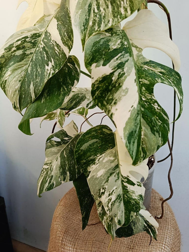 Monstera deliciosa variegata albo