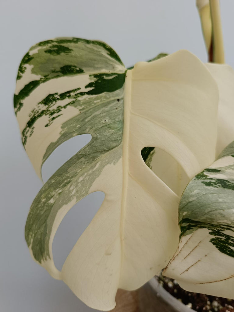 Monstera deliciosa variegata albo fullmoon