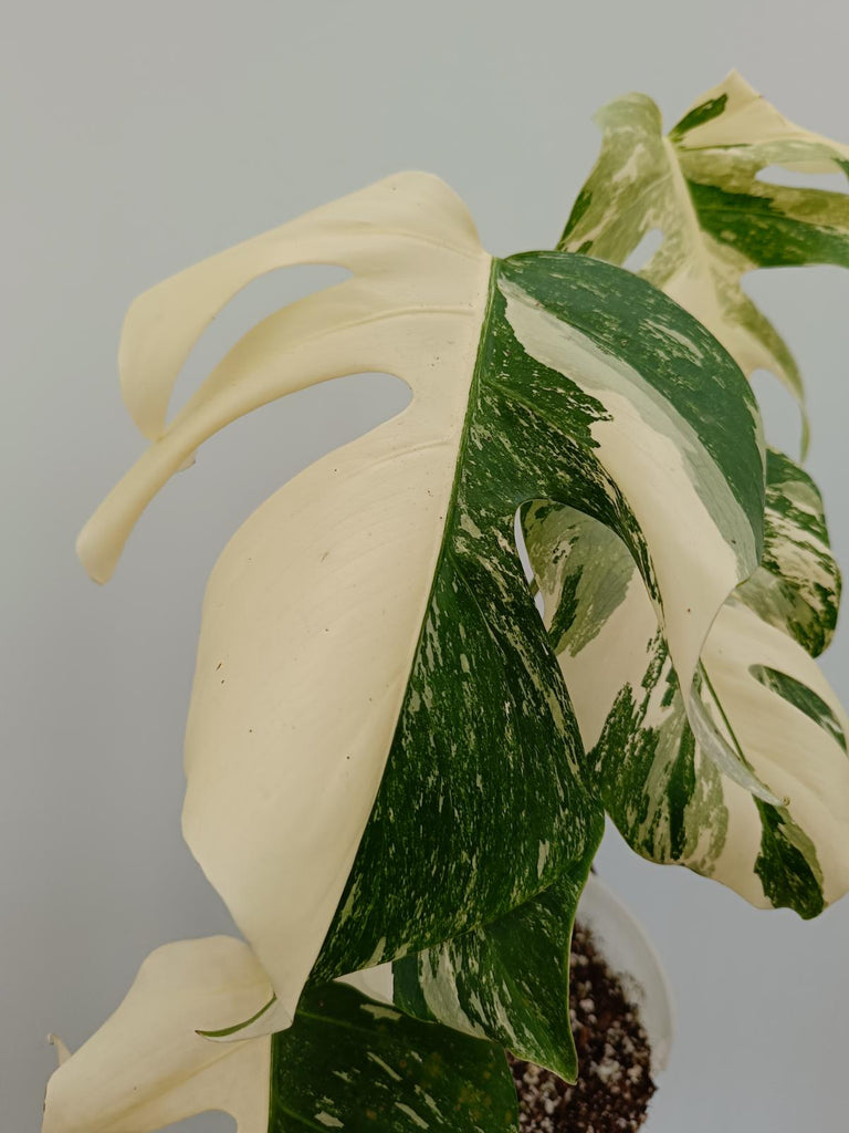 Monstera deliciosa variegata albo