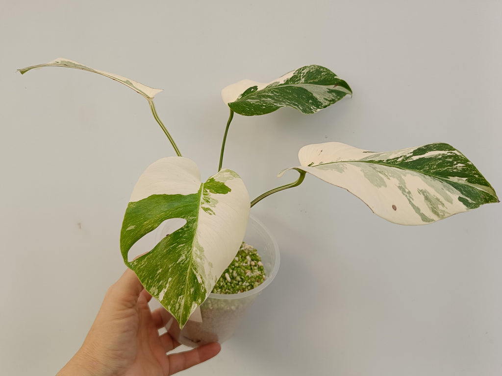 Monstera deliciosa variegata albo