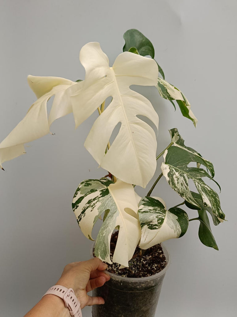 Monstera deliciosa variegata albo fullmoon