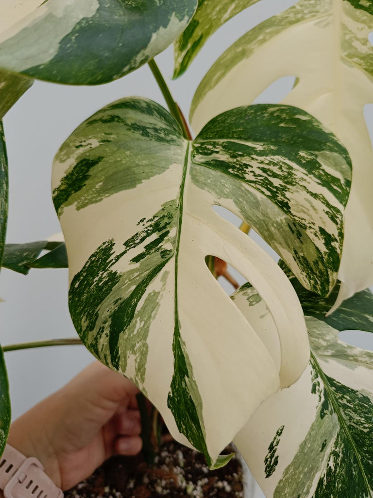 Monstera deliciosa variegata albo