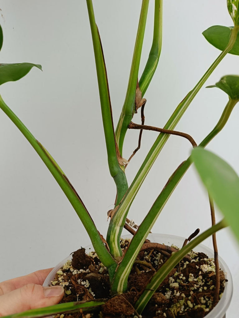 Monstera deliciosa variegata albo