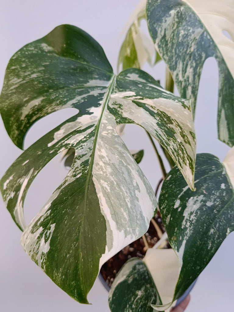 Monstera deliciosa variegata albo