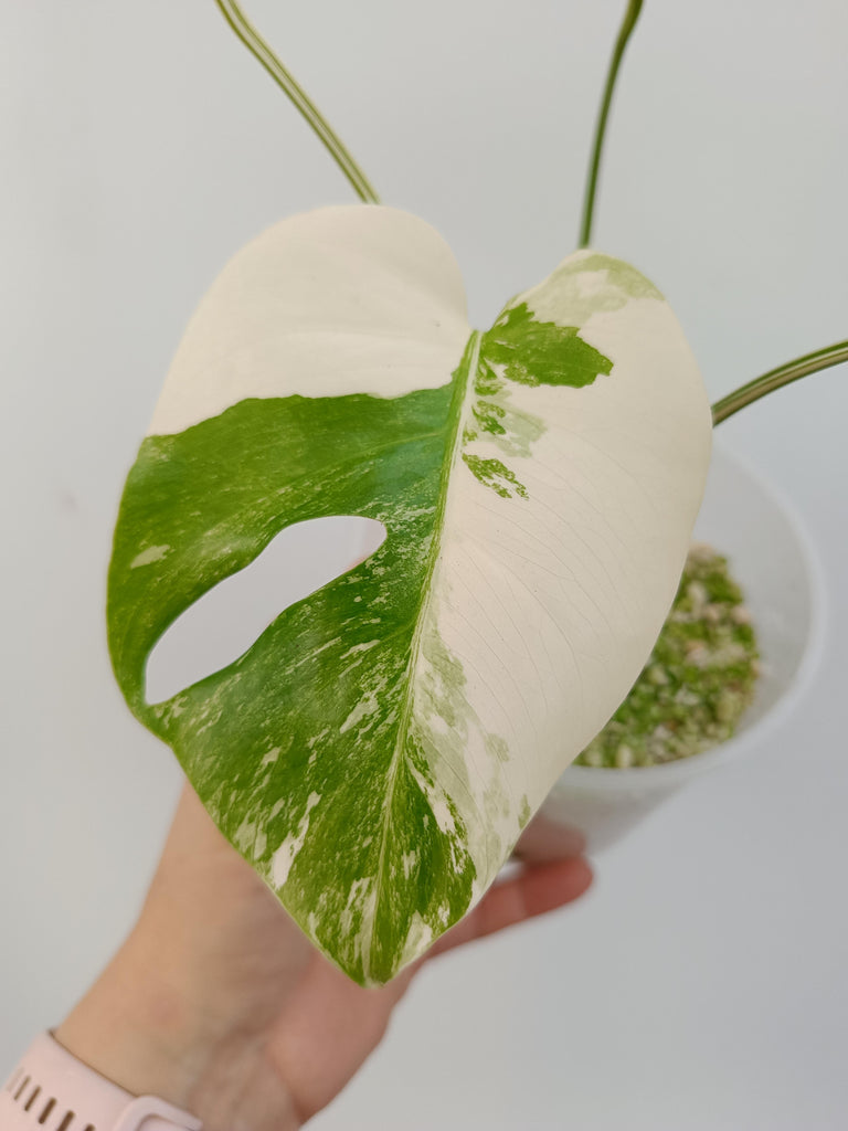 Monstera deliciosa variegata albo