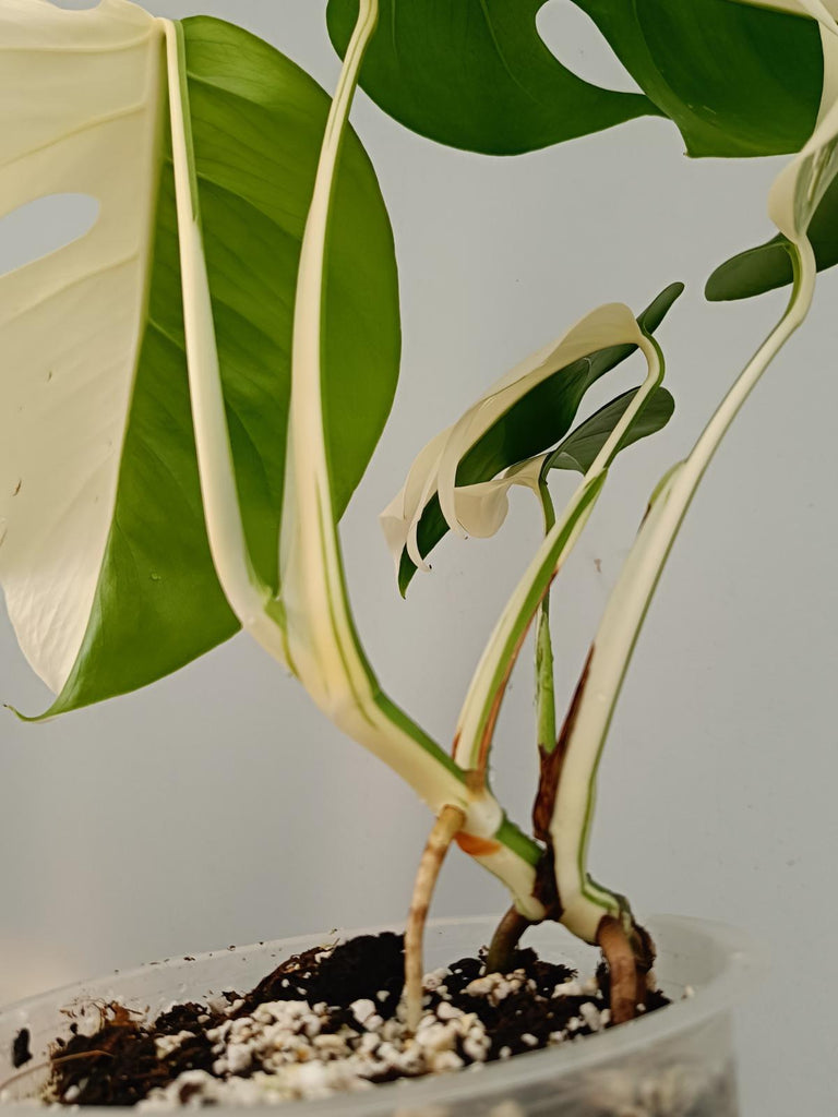 Monstera deliciosa variegata albo HALFMOON