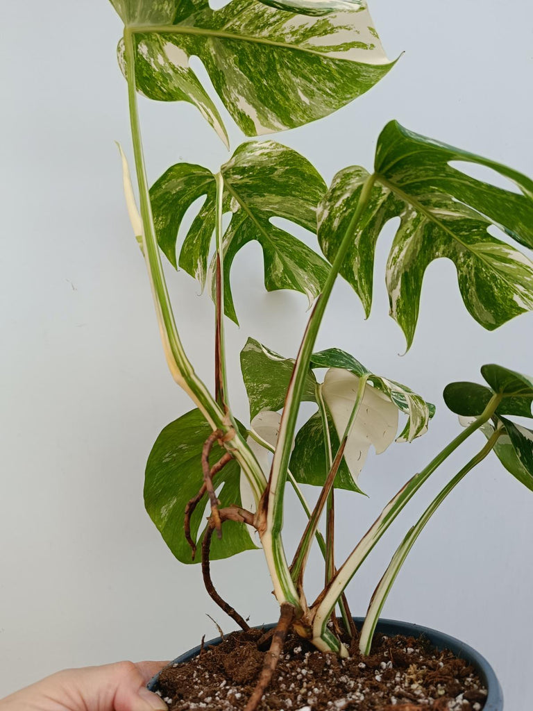 Monstera deliciosa variegata albo