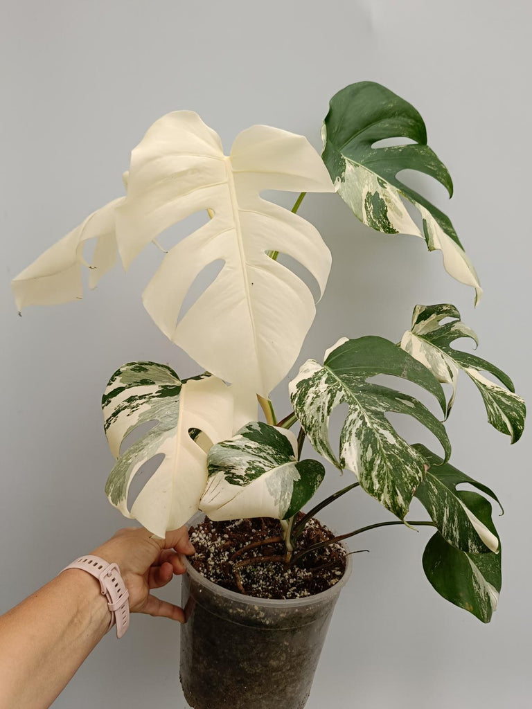 Monstera deliciosa variegata albo fullmoon