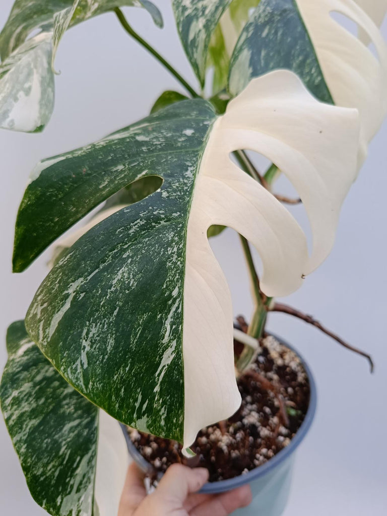 Monstera deliciosa variegata albo