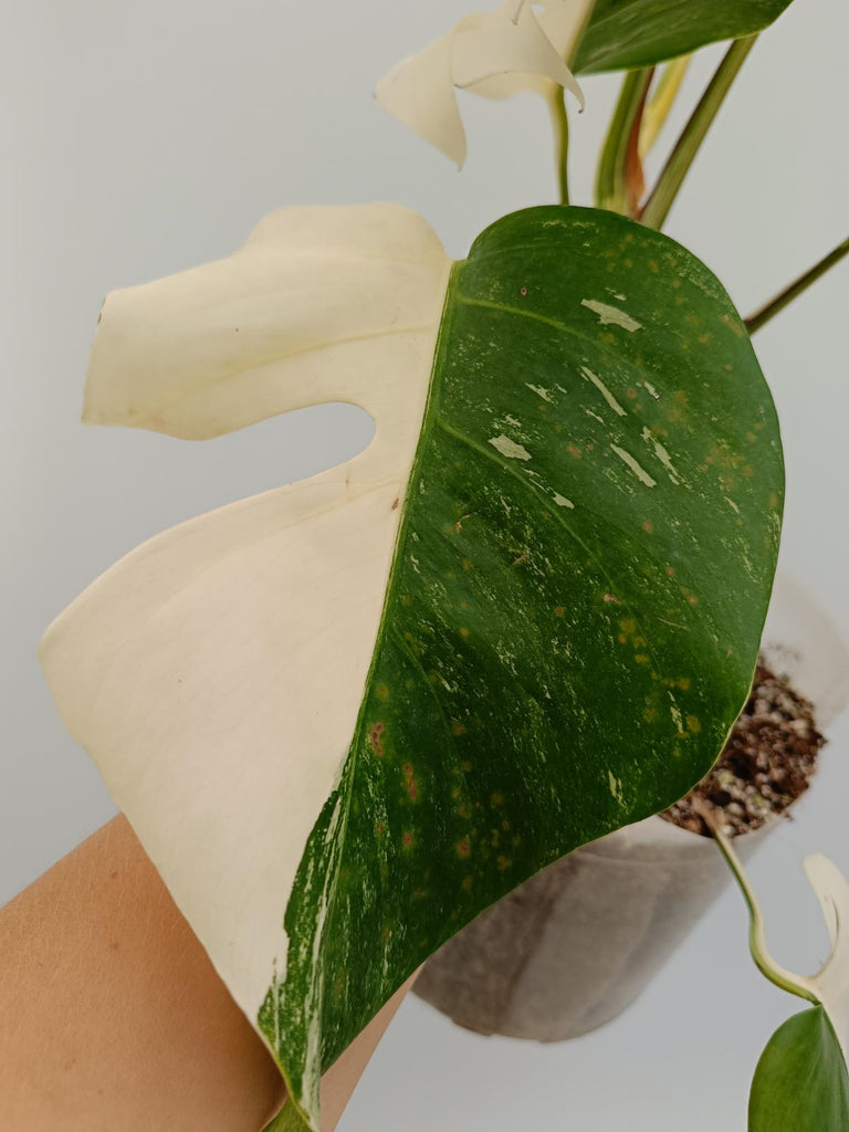 Monstera deliciosa variegata albo