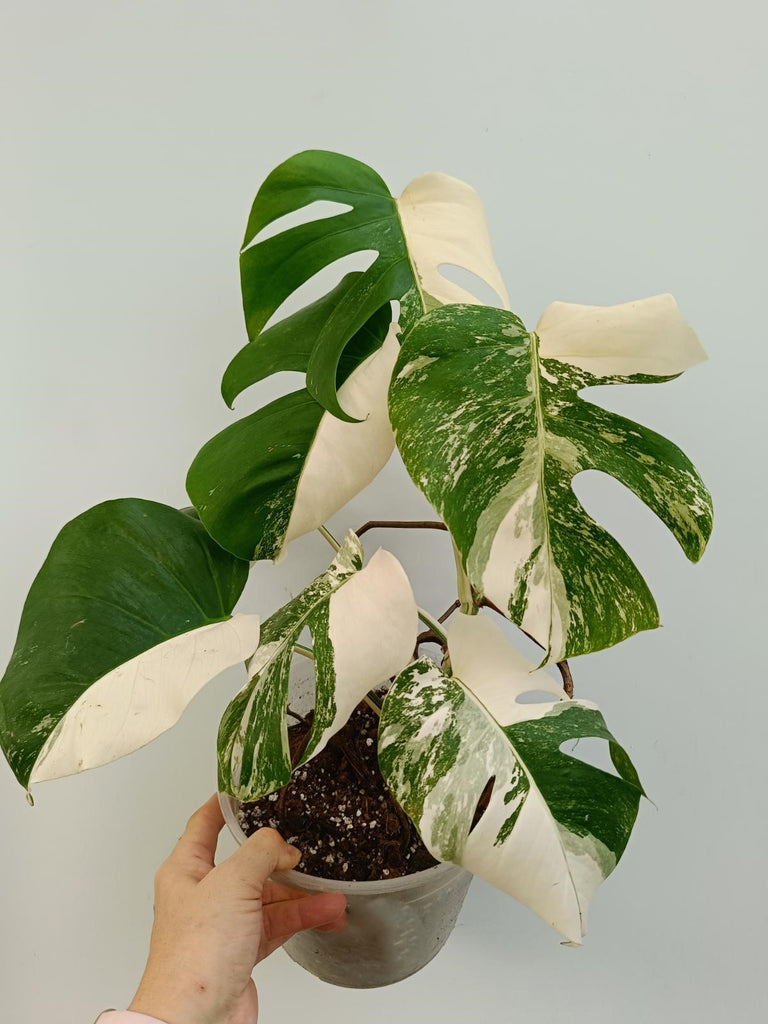 Monstera deliciosa variegata albo