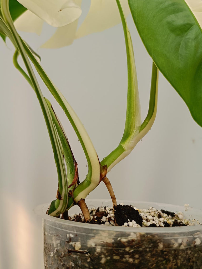 Monstera deliciosa variegata albo HALFMOON