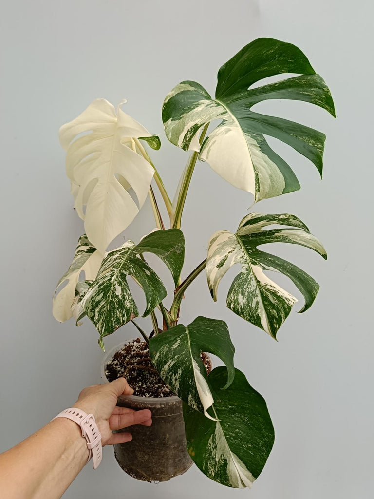 Monstera deliciosa variegata albo fullmoon