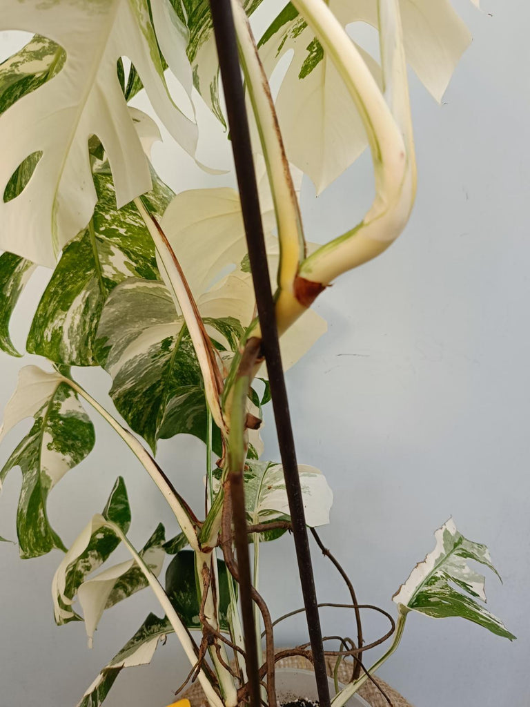 Monstera deliciosa variegata albo