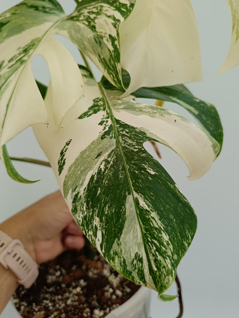 Monstera deliciosa variegata albo